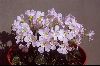 <em>Shortia uniflora kantoensis</em>